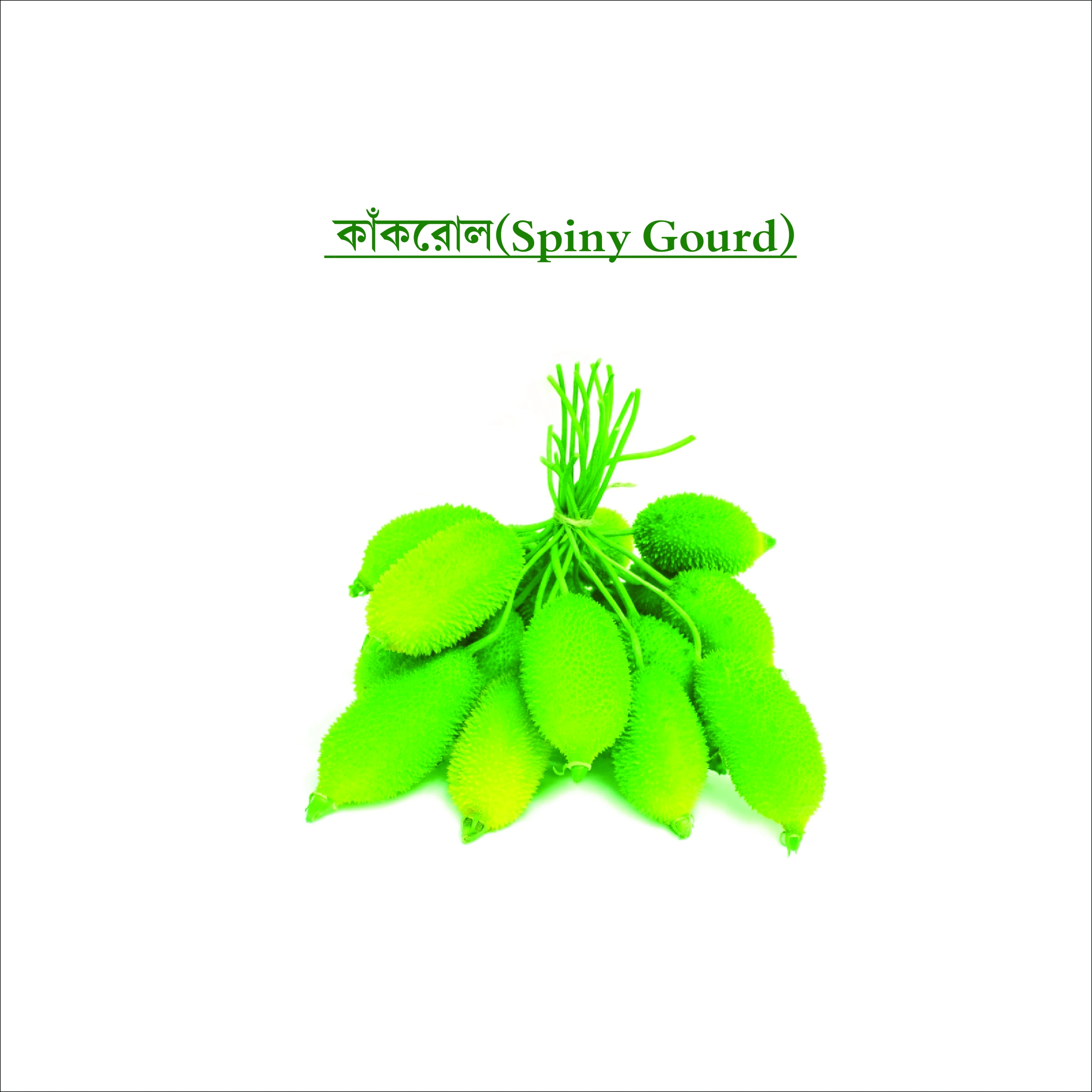 কাঁকরোল (Spiny Gourd)
