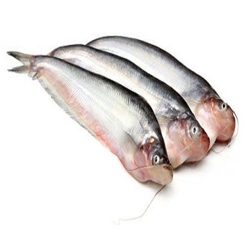 Mordai Fresh Pabda Fish