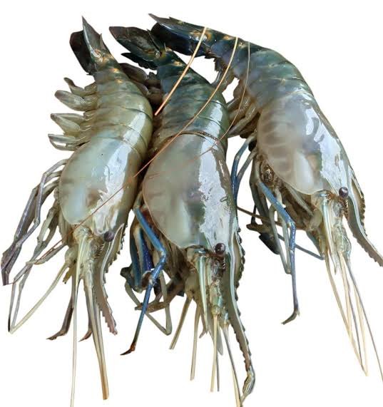Mordai Fresh Golda Chirgri Fish