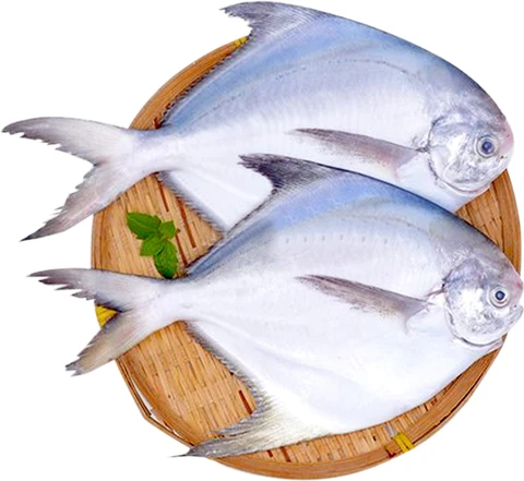 Mordai Fresh Pomfret Fish