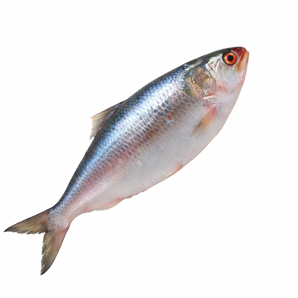Mordai Fresh Normal Ilish 1kg-1.3kg