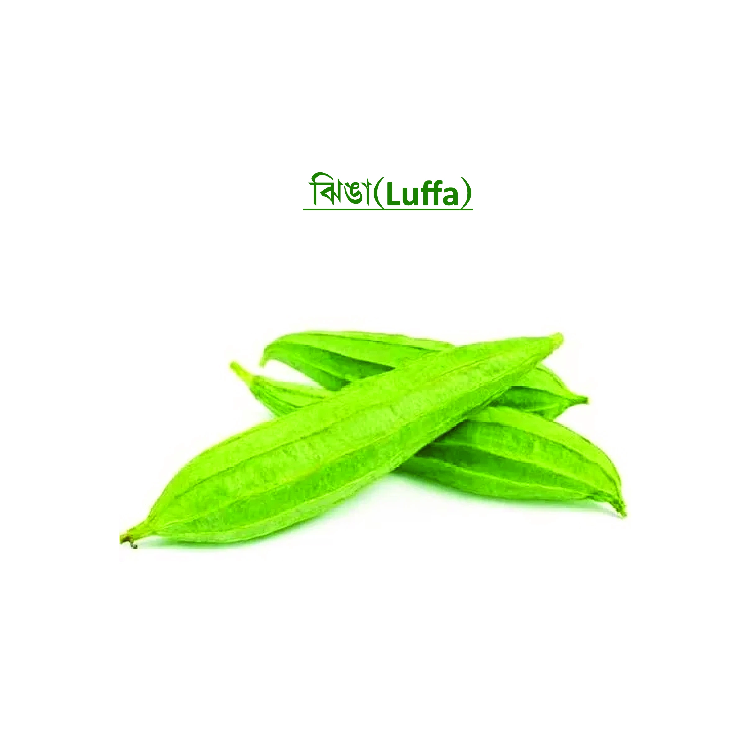 ঝিঙা (Luffa)