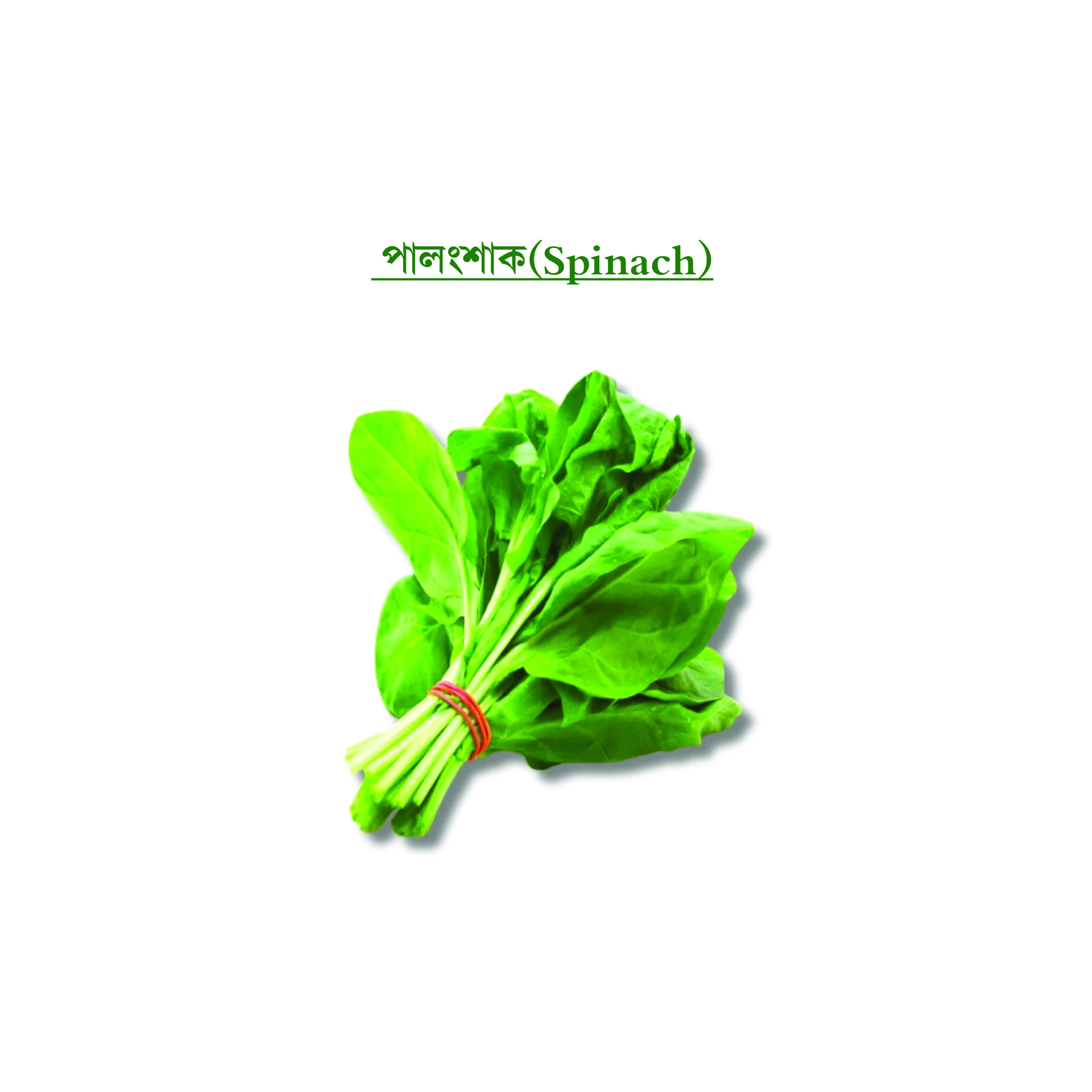 পালংশাক(Spinach)