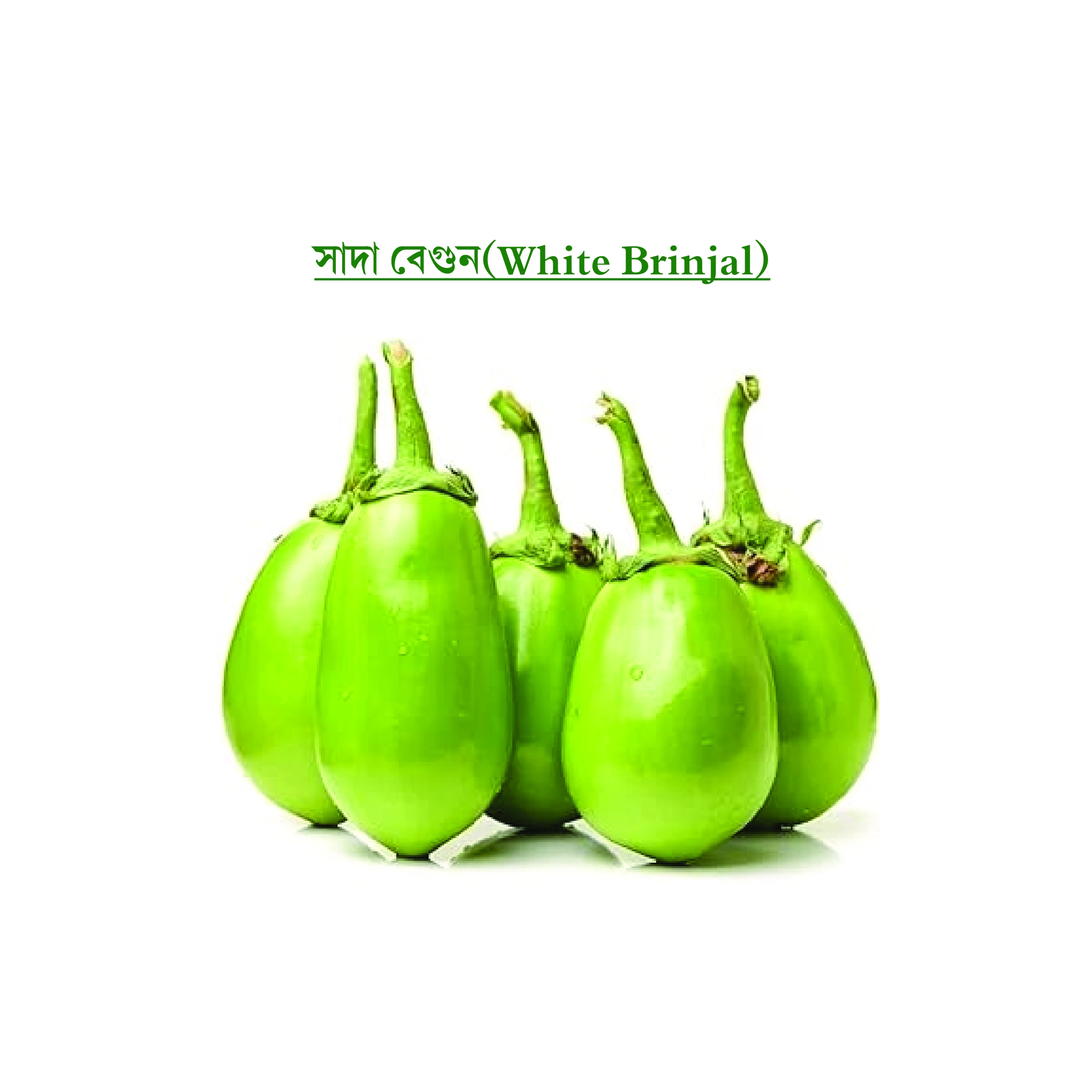 সাদা বেগুন (White Brinjal)